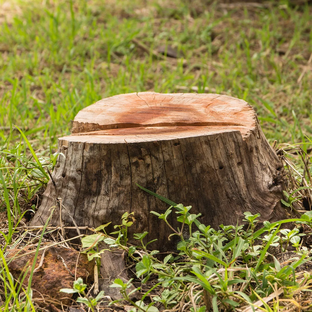 Tree Stump Removal