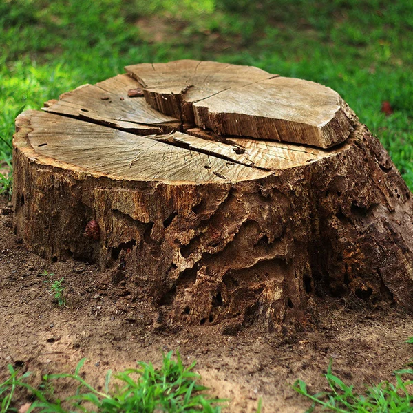 Tree Stump Removal